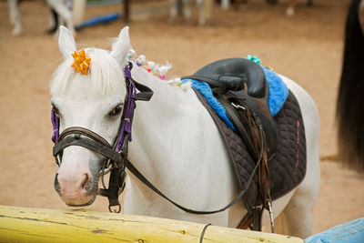 Photo of a white pony in a stable