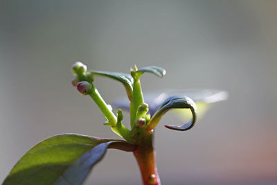 Close-up of plant