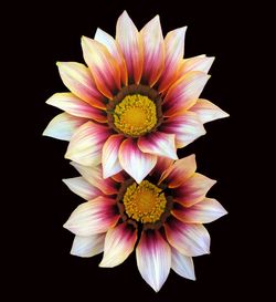 Close-up of yellow flower blooming against black background