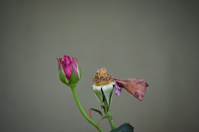 Close-up of pink flower