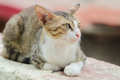 Close-up of a cat looking away