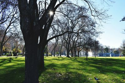 Trees in park