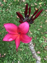 Close-up of pink flower blooming outdoors