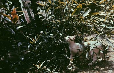 Cat on plants