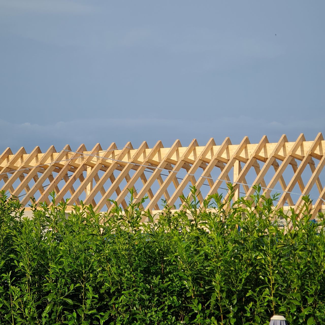 plant, nature, no people, day, architecture, sky, built structure, green, growth, outdoors, sunlight, skyscraper, leaf, low angle view, grass, building exterior, in a row