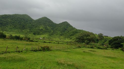 Scenic view of green field against sky