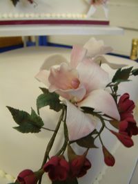 Close-up of pink flowers