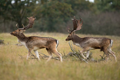 Deer in a farm