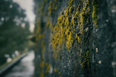 Close-up of tree