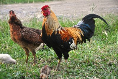 A rooster and a hen along with two chiks foraging on the grass