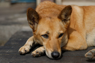 Close-up portrait of a dog