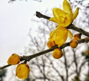 Close-up of yellow flower against blurred background