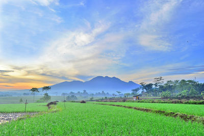 Scenic view of agricultural field against sky