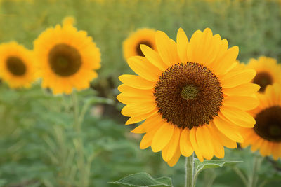 Close-up of sunflower