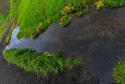 High angle view of trees by lake