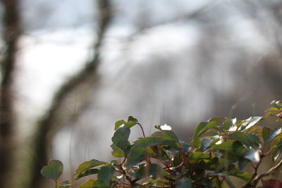 Close-up of plant against blurred background