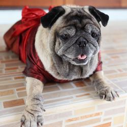 Close-up portrait of dog relaxing on floor at home