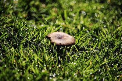 Close-up of mushroom in field