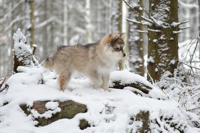 Puppy finnish lapphund dog on snow covered landscape