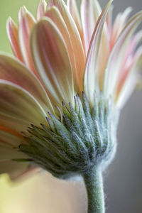 Close-up of fresh flower