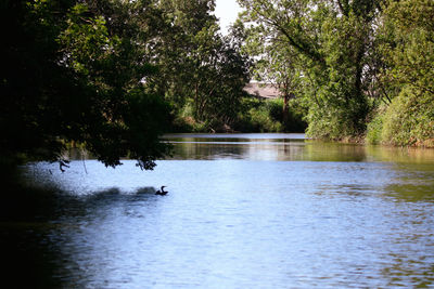 Scenic view of lake in forest