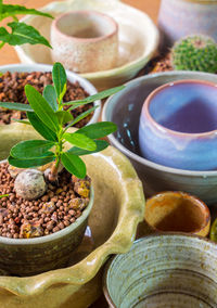 Cactus and succulent plant in the ceramic pots adapted from ceramic bowls