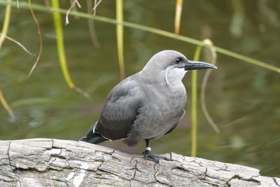 Close-up of bird perching on wood