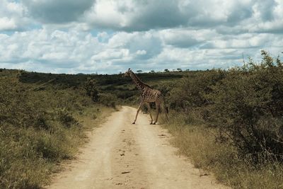 Rear view of man walking on road against sky