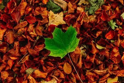 Full frame shot of dried autumn leaves on field