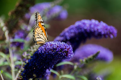 Close-up of butterfly on purple flower