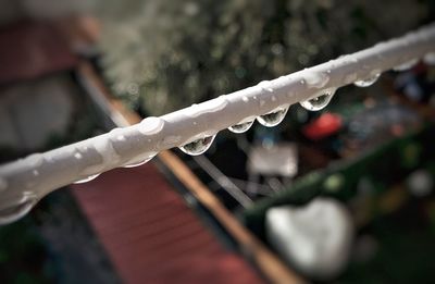 Close-up of wet tree during winter