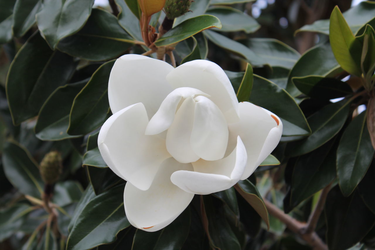 CLOSE-UP OF WHITE FLOWER