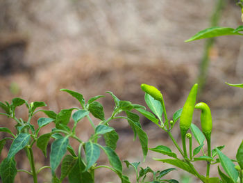 Close-up of plant