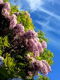 Pink flowers blooming on tree