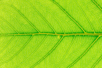 Full frame shot of green leaves