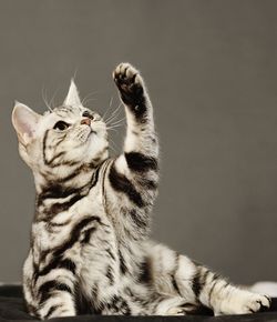 Close-up of cat