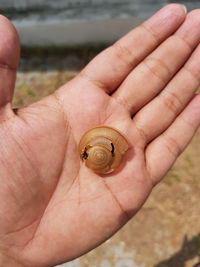 Close-up of human hand holding small shell