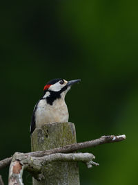 Close-up of bird perching on a tree