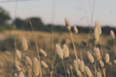 Close-up of flowers growing in field