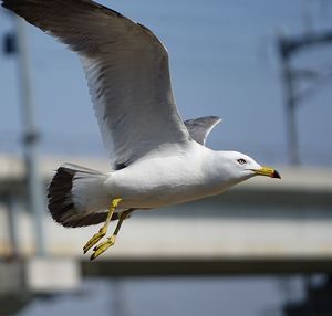 Seagull flying over water