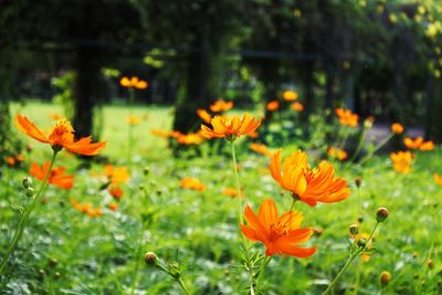 Close-up of orange flowering plants on field