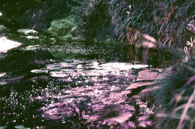 Scenic view of lake in forest