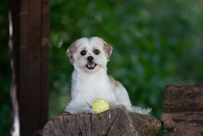 Portrait of dog sitting on wood