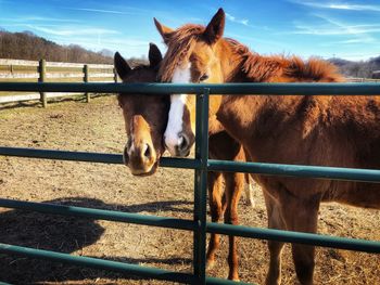 Horse standing in ranch