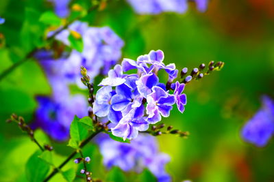 Close-up of wet purple flowers blooming outdoors