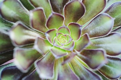Full frame shot of succulent plant
