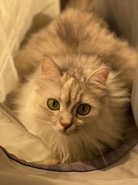 Close-up portrait of a cat