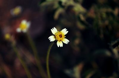 Close-up of yellow flower