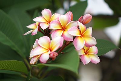 Close-up of pink flowering plant