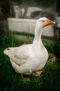 Close-up of a bird on field